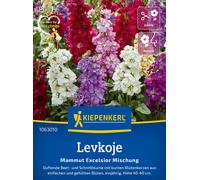 Kiepenkerl Violeta Roja - Mammoth Excelsior - 1 paq.