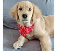 KIMISS Bufanda para Perros para Mascotas Pequeñas - Collar Ajustable con Estampado Triangular con Bufanda para Gatos, Conejos y Perros, Accesorio Rojo Transpirable y Ligero (METRO 1,5 cm/0,6 pulgadas)