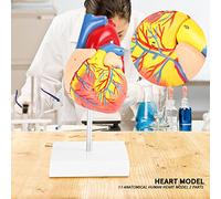 KIMISS Modelo de Corazón Humano Anatómico de Tamaño - 2 Partes Modelo de PVC e Onal con Base para Estudio de Anatomía Cardiovascular
