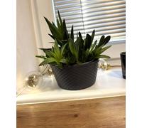 Kimmel Juego de 3 Cuencos para Plantas, 12 cm, Color Gris, para decoración de Mesa