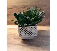 Kimmel Macetero Cuadrado de 11 cm, Color Blanco, Juego de 2 maceteros para orquídeas, Maceta Decorativa