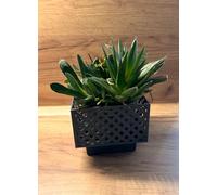 Kimmel Macetero Cuadrado de 11 cm, Color Gris, Juego de 2 maceteros para orquídeas, maceteros Decorativos