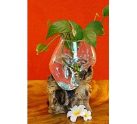 Kinaree Vidrio fundido sobre madera de raíz - Cuenco de cristal sobre raíz - madera de teca con jarrón de cristal o cuenco (vidrio 25 x 15 cm)