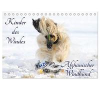 Kinder des Windes - Afghanischer Windhund (Tischkalender 2026 DIN A5 quer), CALVENDO Monatskalender: Die ganze Faszination dieser wundervollen Hunderasse auf 13 Fotos