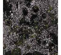 King Gizzard & the Lizard Wizard - Infest The Rats Nest (Live at Red Rocks 2022) [Vinilo]