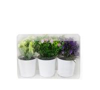 King Home - Plantas Artificiales - Juego de 3 Unidades en Caja Transparente de Acetato