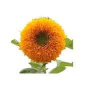 KINGDUO 15Pcs Teddy Bear Semillas De Girasol Hogar Jardín Semi Enano Helianthus Jardín Hermosas Flores Semillas