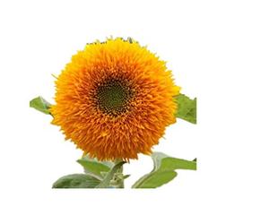 KINGDUO 15Pcs Teddy Bear Semillas De Girasol Hogar Jardín Semi Enano Helianthus Jardín Hermosas Flores Semillas
