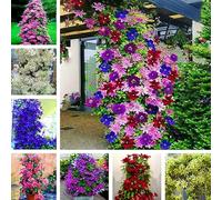 kiskick 100 Unids Clematis Semillas de Vid trepadora Planta de Flores Decoración de Adornos de Oficina en el hogar Semillas de Alto Rendimiento para Cultivo Rojo