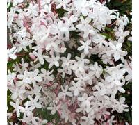 kiskick 20 Piezas de Semillas de Jasminum Grandiflorum, Flores Ornamentales para jardín, balcón, decoración de bonsái, Regalos de jardinería Ideales para Hombres y Mujeres Semillas de jazmín gr
