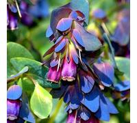 kiskick 20 Unids/Bolsa Cerinthe Semillas Principales Pleno Sol No OGM Azul Semillas de Flores Orientadas al Sur para Plantar Cultivar Su Propio Jardín de Hierbas Orgánicas Semilla