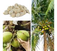 kiskick 20 Unids Semillas De Árboles De Coco Playa Jugosa Fruta Deliciosa Jardín Patio Bonsai Decoración Regalos De Jardinería Ideales para Hombres Y Mujeres Semillas de árbol de Coco