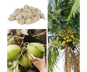 kiskick 20 Unids Semillas De Árboles De Coco Playa Jugosa Fruta Deliciosa Jardín Patio Bonsai Decoración Regalos De Jardinería Ideales para Hombres Y Mujeres Semillas de árbol de Coco