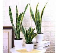 kiskick 400 Unids Sansevieria Semillas Bonsai Planta Ornamental Hogar Jardín Patio Oficina Decoración Semillas para Principiantes y Jardineros, Grandes Regalos de Jardinería Semillas de Sansevieria