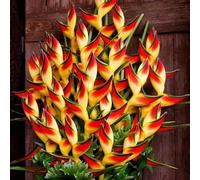 kiskick 50 Unids Raras Heliconia Wagneriana Semillas de Plantas Ornamentales Hogar Jardín Decoración Semillas para jardín hidropónico Interior