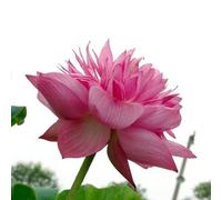 kiskick Mezclar Semillas de Loto, 20 Piezas Mezclar Semillas de Loto Lirio de Agua Bonsai Balcón Jardín Planta de Flor hidropónica Semillas de Loto