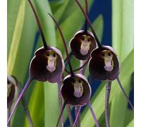 kiskick Semillas de Flores de orquídeas con Cara de Mono Raras, 10 Piezas Semillas de Flores de orquídeas con Cara de Mono Raras Decoración de bonsái en macetas para el jardín del hogar Violeta
