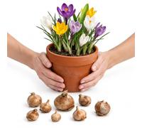 Kit Bulbos Crocus Mix en Suelo Drenado | 10 Bulbos para Plantar y Cultivar en un Lugar Soleado.