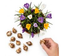 Kit Bulbos Crocus Mix para Cultivar | 10 Bulbos para Plantar en Suelo Bien Drenado y Lugar Soleado.