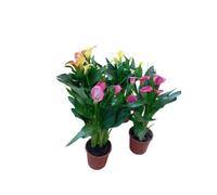 Kit Calas Mix Color - Pack de 4 Plantas con Flor para Naturales