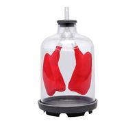 Kit científico de modelo respiración pulmonar, órgano humano bombeo simple for que los niños demuestren el sistema respiratorio