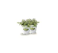 Kit de 2 Plantas de Menta Piperita en Maceta 10cm Plantas Naturales Plantas Aromáticas