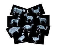 Kit de ciencia de rayos X de animales de granja para luz y sombra, accesorios de mesa de luz