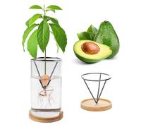 Kit de cultivo de aguacate con jarrón de vidrio - Contenedor de planta de cromo para semillas (semillas para plantas)