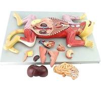 Kit de modelo anatómico del esqueleto del gato - 10 piezas. Anatomía animal for educación y formación médica.