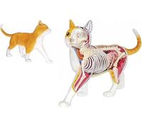 Kit de modelo de anatomía de esqueleto de gato atigrado naranja, modelo anatómico de gato con 28 partes del cuerpo de órganos desmontables, muestra de esqueleto animal, for enseñanza veterinaria