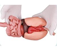 Kit de modelo de anatomía del estómago humano de silicona 3D: modelo de órgano educativo realista for uso en el ámbito sanitario, estudiantes y aulas.