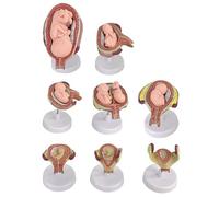 Kit de modelo de desarrollo de embriones, 8 modelos de anatomía extraíbles para enseñanza médica y educación