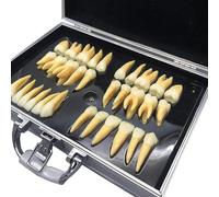 Kit de modelo de dientes dentales, 32 herramientas educativas de enseñanza con estuche de almacenamiento para estudiantes y profesionales, modelo de anatomía dental con aumento 2.5X