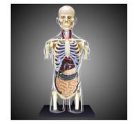 Kit de modelo torso anatomía humana, arte anatómico con función aprendizaje y educación