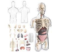 Kit de montaje modelo de anatomía del cuerpo humano 4D, juguetes educativos modelo de cerebro transparente medio torso humano, herramientas de investigación fisiológica, calcetines acolchados para