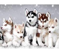 Kit de pintura de diamante 5D para adultos niños, perros Husky Awesocrafts y copos de nieve taladro completo DIY Diamond Art Crystal Rhinestone Paint by Diamonds Cross Stitch (Husky)