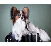 Kit de pintura de diamante para adultos, Papillon Dog 5D redondo completo kit de pintura de diamante bordado artes decoración del hogar
