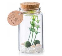 Kit de terrario de Bola de Musgo, Kit de terrario de Vidrio cilíndrico con Bola de Musgo para Mascotas, Cristal Blanco de la Suerte, Planta Artificial para decoración de Mesa