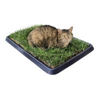 Kit Gato S PetZolla 60X40cm - Cama Gatos con Hierba Gatera Natural, Alfombra Arena Gatos Interna, con Nepeta cataria para el Bienestar físico y Mental de los Gatos, Dura 5 Meses