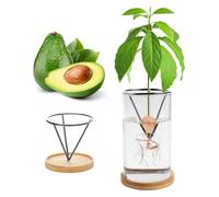 Kits de germinación de plantas, kits de cultivo de árboles de aguacate, jarrón de cultivo de aguacate, base de madera, jarrón de iniciación de semillas de aguacate, maceta de vidrio, fácil inicio de