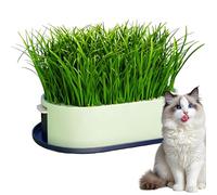 Kitten Grass Planter - Hydroponic Tray, 10x12 Inch Pet Feeding Container with Drainage Layer, BPA Free Growing Box with Anti Slip Base, Indoor Desktop Cat Snack Feeder for Cage Table Kitchen