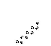 Kitty Notebook with Cat-Patterned Pages - White Cover with Black Paws: Beautiful Gift Notebook Journal for Friends and Family, Teens and Adults, School Booklet