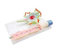 KIXZSAZ Herramienta didáctica para modelar neuronas Que Proporciona la Estructura de los axones, dendritas y células nerviosas. El Aula de Ciencias Muestra un Modelo neuronal para enseñar la anatomía