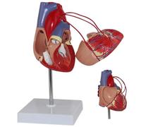 KJMWXOP Modelo anatómico Humano, Desmontable y Lavable, de tamaño Natural, Fabricado en PVC, réplica de órgano anatómico, corazón Normal, anatomía Corporal para médicos.