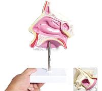 KJMWXOP Modelo de órgano Humano, Modelo anatómico de cavidad Nasal, Material didáctico para Cortar el Sistema respiratorio Humano.