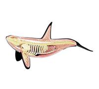 KJMWXOP Simulación de Ballena, Modelo de Rompecabezas, Juguete para ensamblar, Modelo anatómico Animal, organismo Marino, Modelo de enseñanza médica.