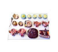 KMHHAG Fertilización humana y modelo de embriones tempranos, desarrollo médico, demostración de 16 partes, ginecología, enseñanza, planificación familiar