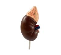 KMHHAG - Modelo anatómico de riñón humano extraíble estructura renal humana, ayuda para enseñar a estudiantes de medicina, educación, enseñanza, herramienta de visualización