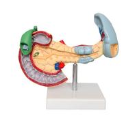 KMHHAG - Modelo anatómico del sistema digestivo de páncreas humano, bazo, duodeno, vesícula biliar, órgano para biología, educación médica, estudiantes