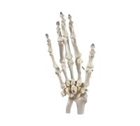 KMHHAG - Modelo de esqueleto de mano humana con radio de tamaño natural de muñeca y modelo anatómico de hueso de mano de Ulna para enseñanza médica